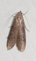 Aphomia terrenella