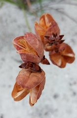 Tritoniopsis antholyza