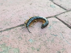 Scolopendra viridis maya