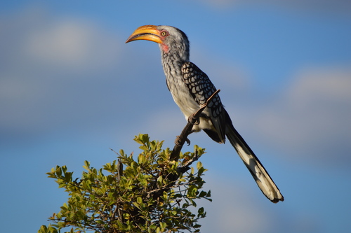 Southern Yellow-billed Hornbill