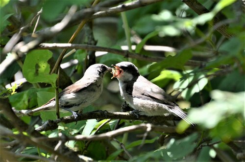 Curruca zarcerilla (Curruca curruca)