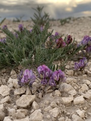 Astragalus miser