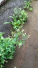 Parthenium hysterophorus