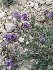Astragalus miser
