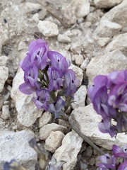 Astragalus miser