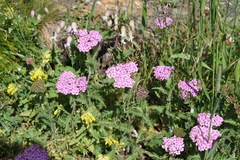 Achillea roseo-alba