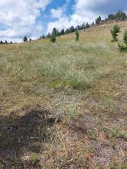 Astragalus melilotoides