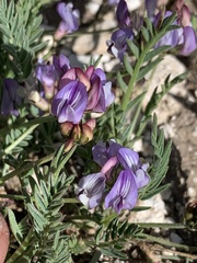 Astragalus miser