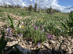 Astragalus miser