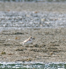 Charadrius leschenaultii