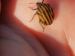 Graphosoma lineatum siciliensis