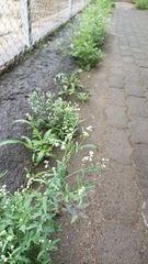 Parthenium hysterophorus