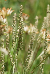 Plantago maritima serpentina