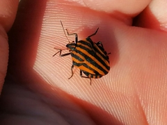 Graphosoma lineatum siciliensis