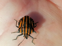 Graphosoma lineatum siciliensis