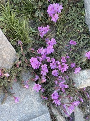 Epilobium obcordatum
