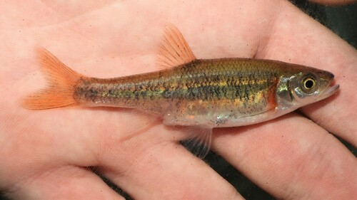 Rosyside Dace
