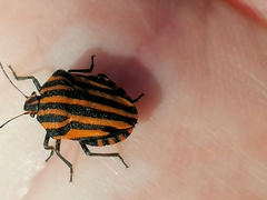 Graphosoma lineatum siciliensis