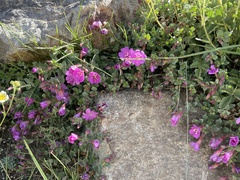 Epilobium obcordatum