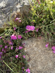 Epilobium obcordatum