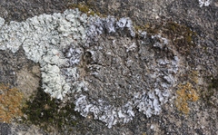 Physconia isidiigera