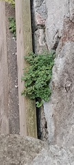 Asplenium ruta-muraria