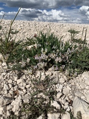 Astragalus miser