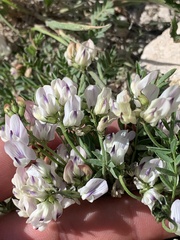 Astragalus miser