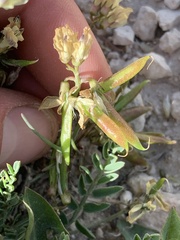 Astragalus miser