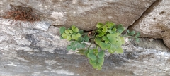 Asplenium ruta-muraria