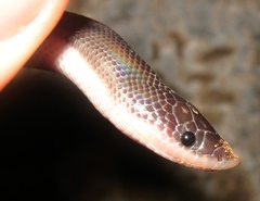 Loxocemus bicolor