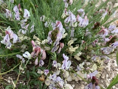 Astragalus miser