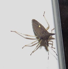 Proxys albopunctulatus