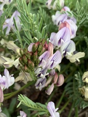 Astragalus miser