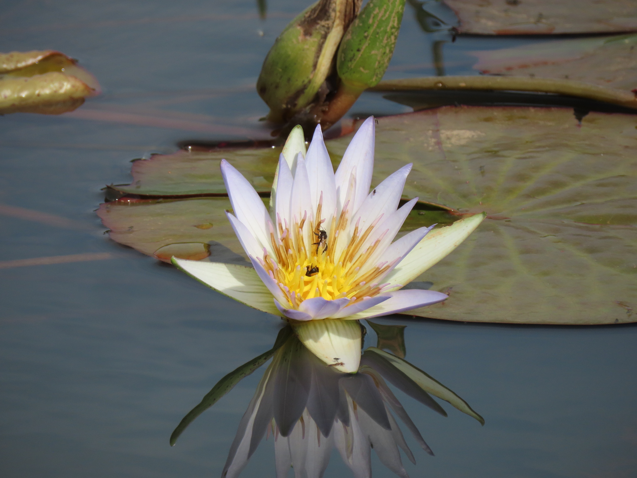 Nymphaea nouchali