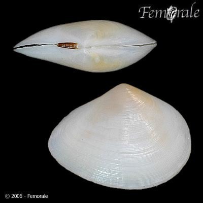 Moerella