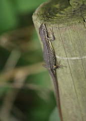 Takydromus tachydromoides