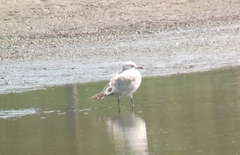 Ichthyaetus relictus