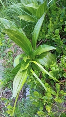 Gentiana punctata