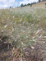 Astragalus melilotoides