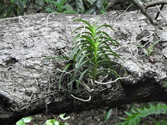 Vanda