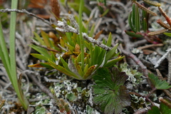 Tofieldia pusilla