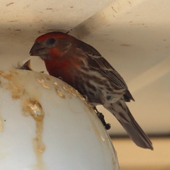 Haemorhous mexicanus