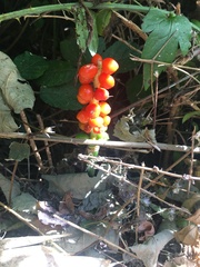 Arum maculatum