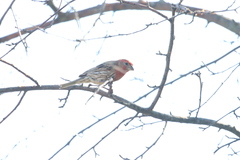 Haemorhous mexicanus