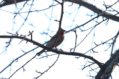 Haemorhous mexicanus