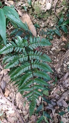 Dryopteris sordidipes