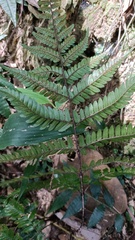 Dryopteris sordidipes