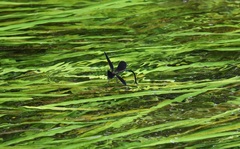 Atrocalopteryx atrata