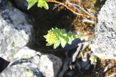 Rhodiola rosea